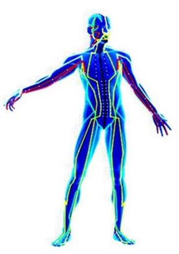 silhouette of a male body with lines extnding down the torson, arms and legs, to represent the cupuncture meridian energy pathways. 
