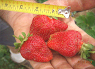open hand showing 3 straberries and a measuring tape indicating enormous growth